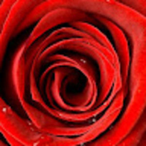 Meet your Posher, Rosie